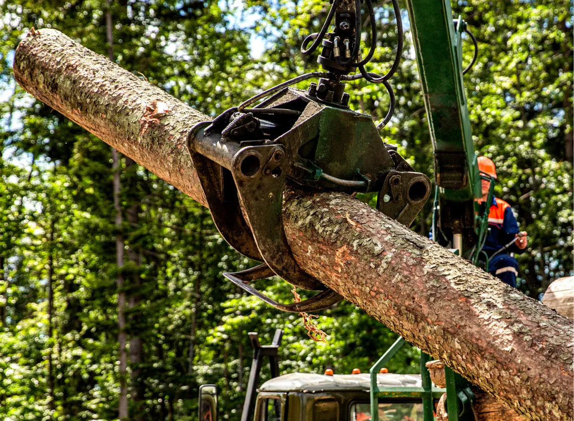 Emergency Tree Removal