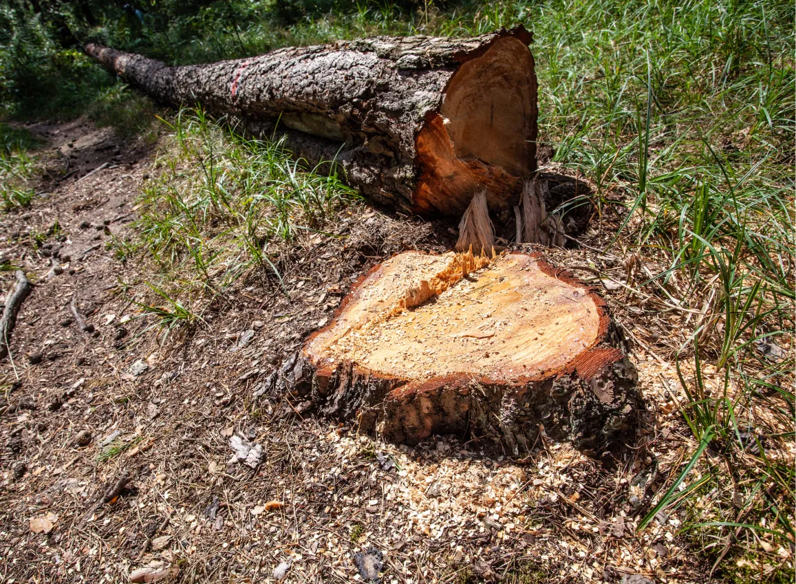 Stump Grinding