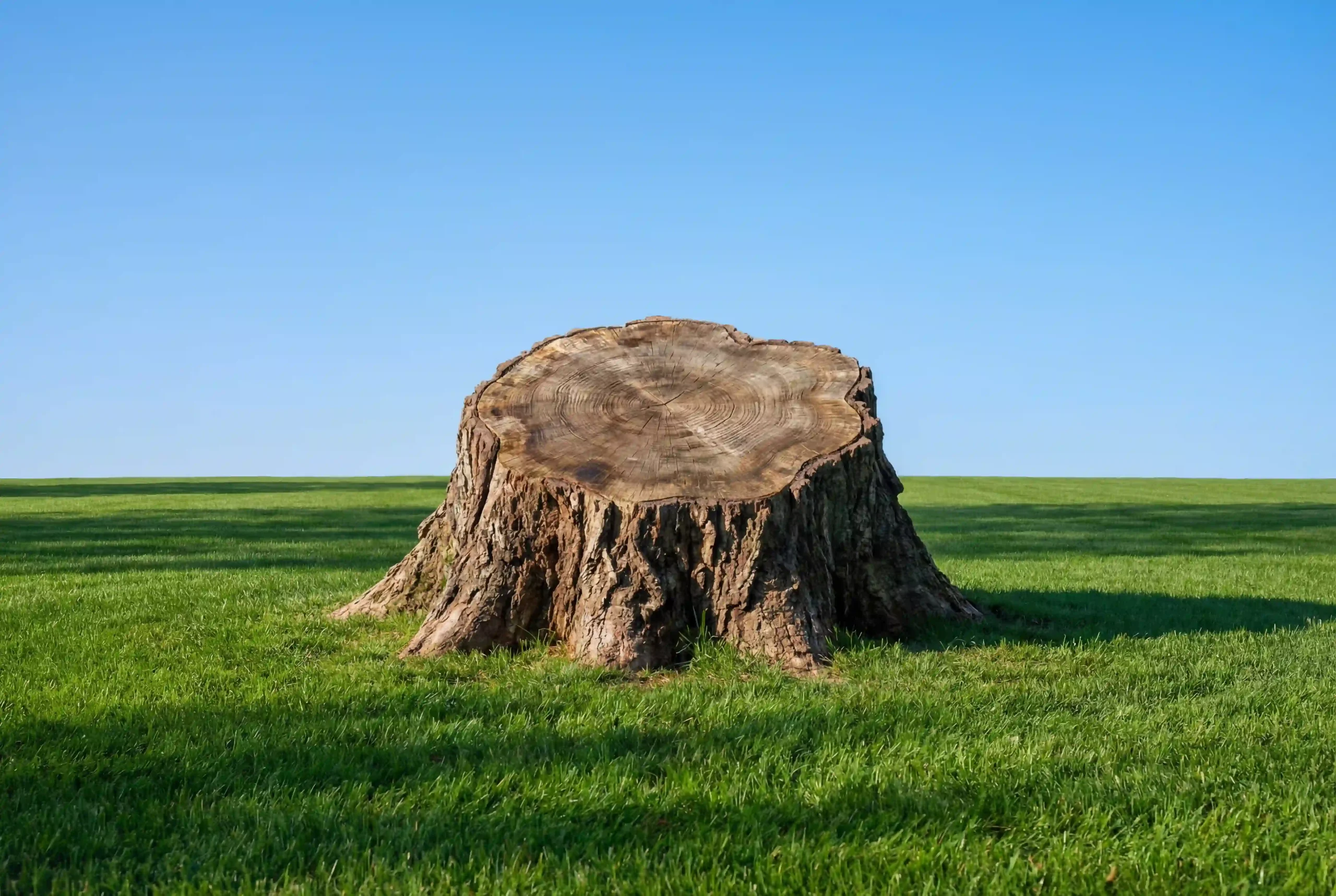weathered tree stump in green field under blue sky photo